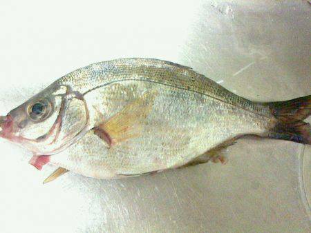 久しぶりに釣りに